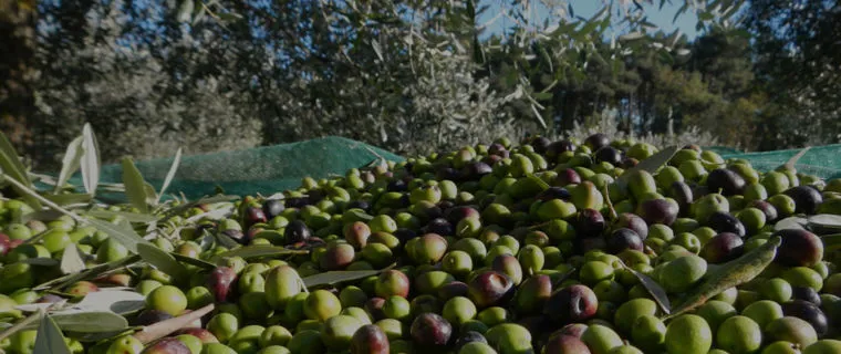 Olive appena raccolte, ancora ammucchiate nei cassoni