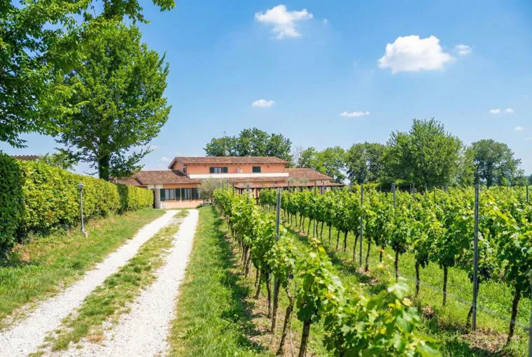 Il vigneto dell'agriturismo con la strada bianca che porta alla casa colonica